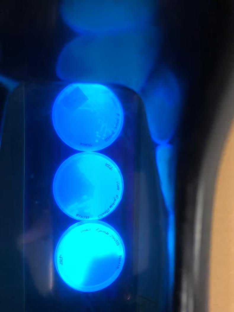 MHAHJFIEMBA7FKEM3HN6TDJOQA