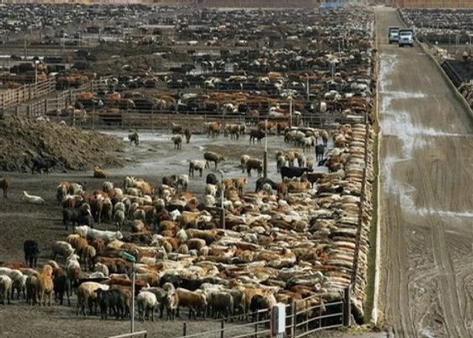 Vacas/Ganado/Carne