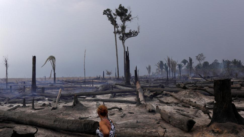 Tala/Deforestacion