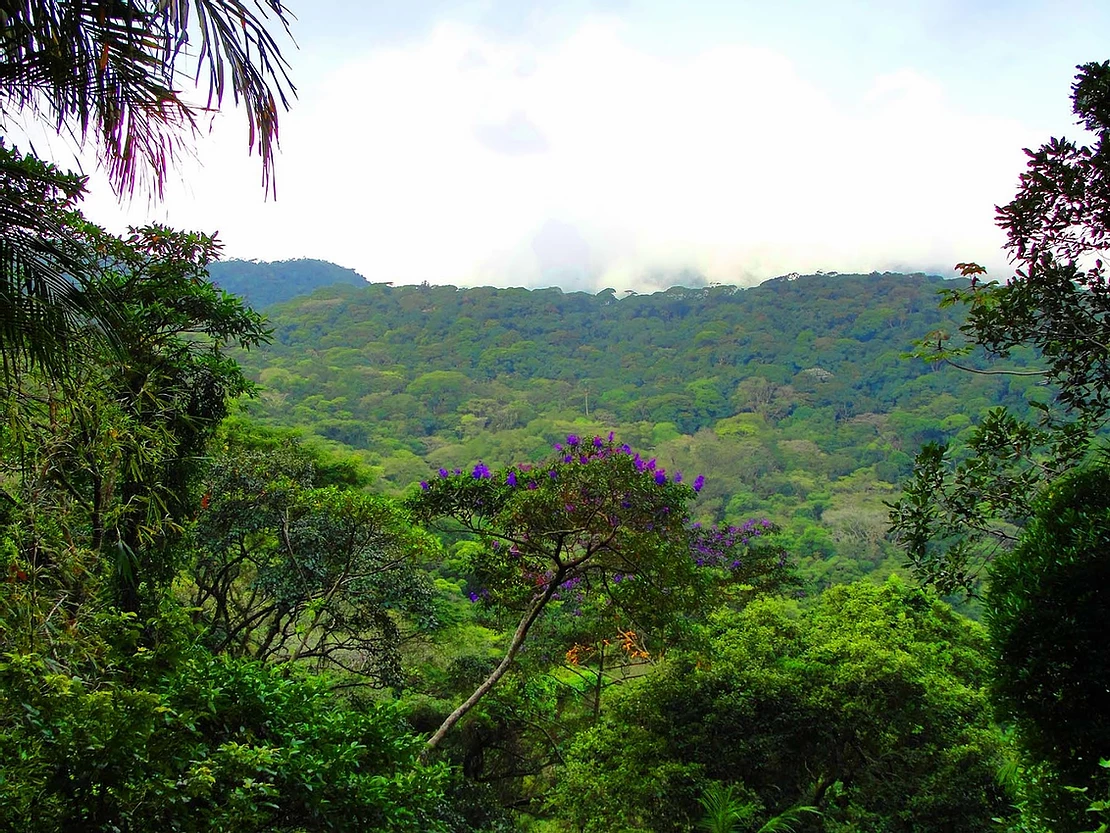 Bosques/Selva/Arbol
