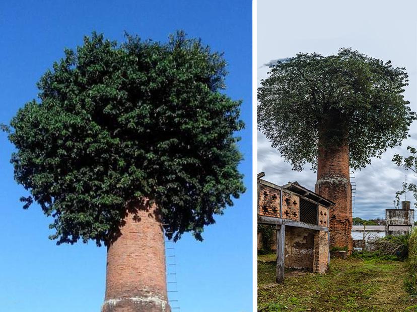 arbol-en-chimenea-formosa-SITIO