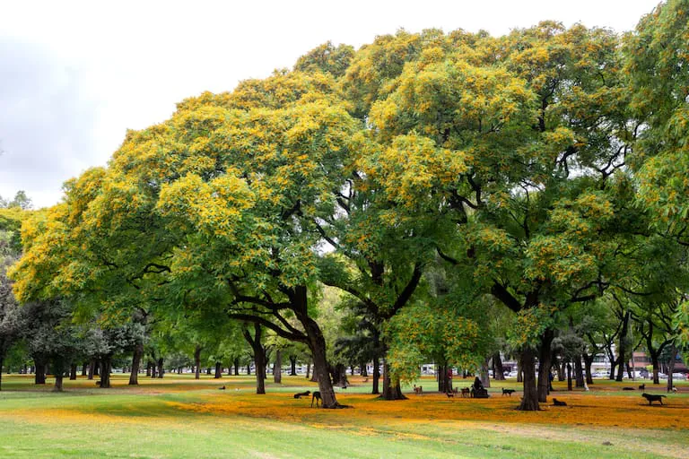 las-tipas-en-el-parque-tres-de-5G2CHAICXVCCPG4XSUPEDBV34M