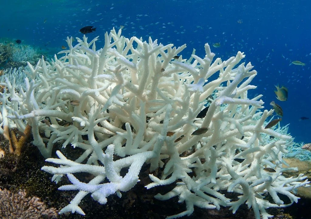dia-mundial-arrecifes-de-coral-sobrevivir-humanidad-siglo-xxi-junio-calentamiento-oceanos-global-cambio-climatico-blanqueamiento-lema-1717206315796_1024