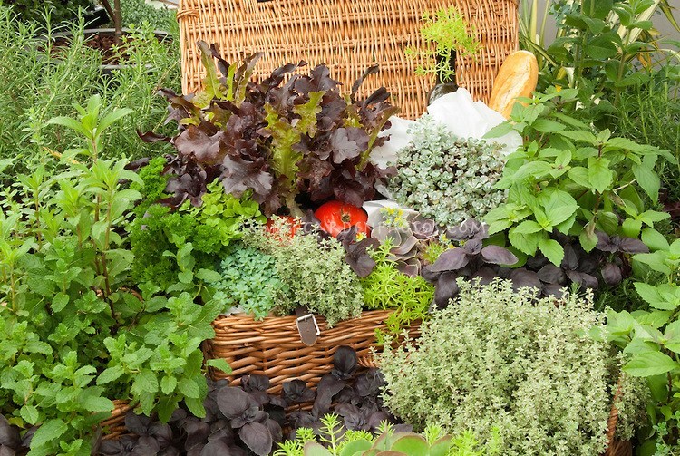 Hierbas-aromaticas-3