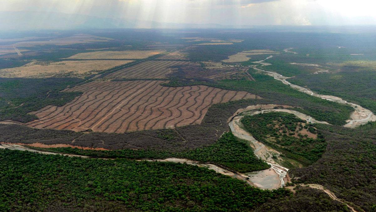 deforestacion-1