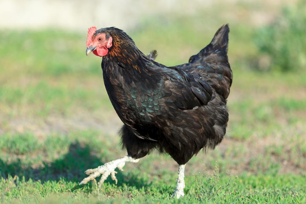 Gallina-negra
