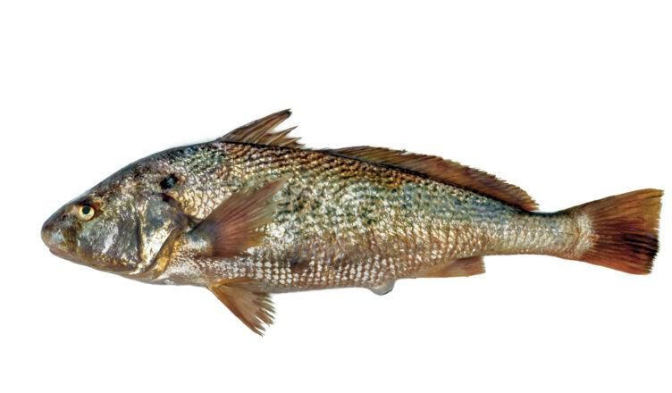 CORVINA-752x440