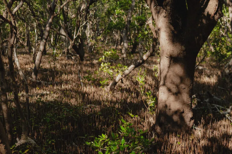 Mangle-negro-768x512